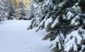 В Кемерове на территории детской больницы обнаружили следы лесного зверя