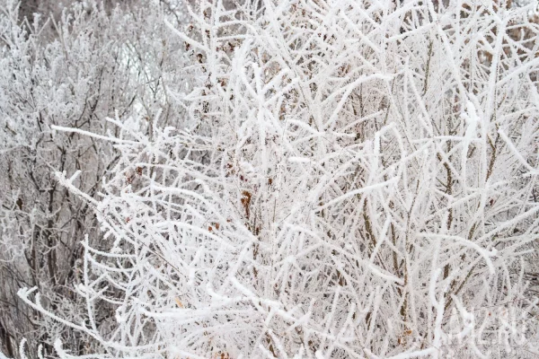 В ЯНАО спасатели ищут в тундре семью с четырьмя маленькими детьми