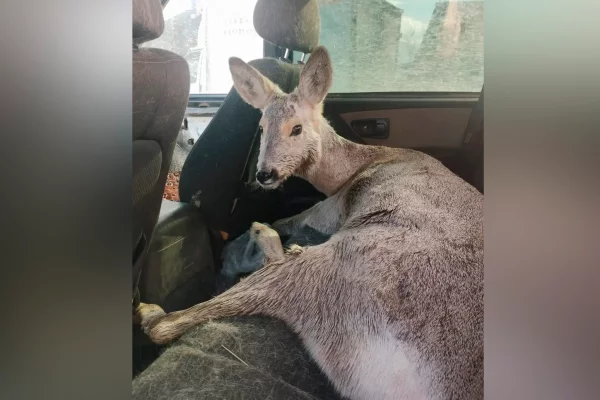 В Кузбассе вышедшую из леса косулю спасли от нападения собак