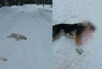 Фото: Очевидцы сообщили, что неизвестные жестоко убили несколько собак под Новокузнецком 1
