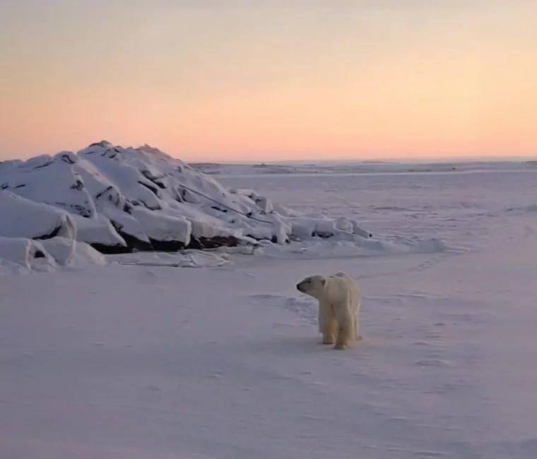 Увидеть в Диксоне белого медведя – обычное дело