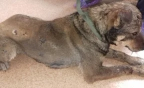 В Кемерове живодёры подожгли и жестоко избили до полусмерти собаку