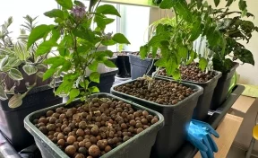 В Новокузнецком округе в одном из посёлков откроют аграрный класс