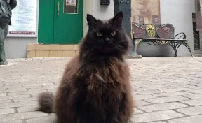 Укравшая кота Бегемота из музея Булгакова женщина объяснила свой поступок