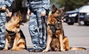 В России служебных собак оснастят FPV-камерами