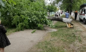 В Кузбассе упавшее от порыва ветра дерево заблокировало дорогу 