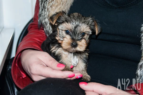 Швеция, Грузия и Монголия: 66 собак и кошек уехали за границу из Кузбасса