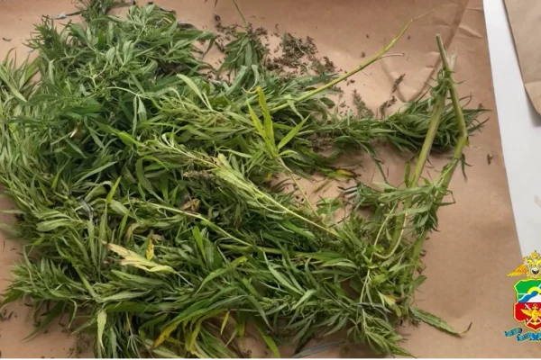 Кемеровчанка по дороге домой нарвала конопли и попалась с пакетом травы полицейским