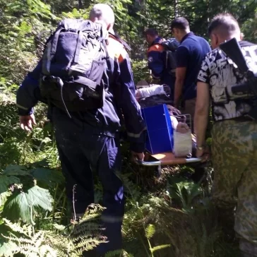 Фото: Двое кузбассовцев получили серьёзные травмы при падении с кедра 2