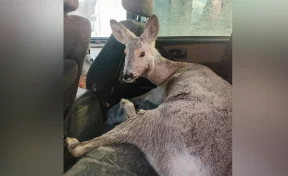 В Кузбассе вышедшую из леса косулю спасли от нападения собак