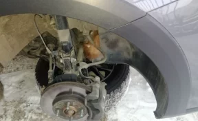 Кот застрял под капотом автомобиля в Новокузнецке