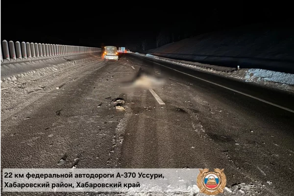 В Хабаровском крае амурский тигр погиб в ДТП с четырьмя автомобилями