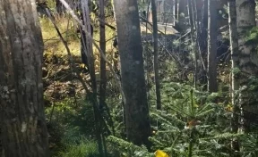 В Красноярском крае 39-летний охранник погиб после нападения медведя