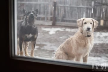 Фото: Собачья любовь: «Верный» спустя полгода после пожара 11