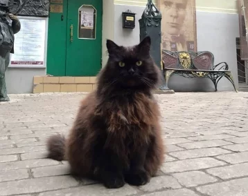 Фото: Укравшая кота Бегемота из музея Булгакова женщина объяснила свой поступок 1