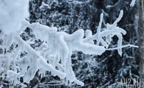 Раскрыта причина возобновления поисков семьи Усольцевых