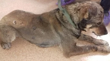Фото: В Кемерове живодёры подожгли и жестоко избили до полусмерти собаку 1
