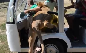В Крыму лев запрыгнул в машину с туристами