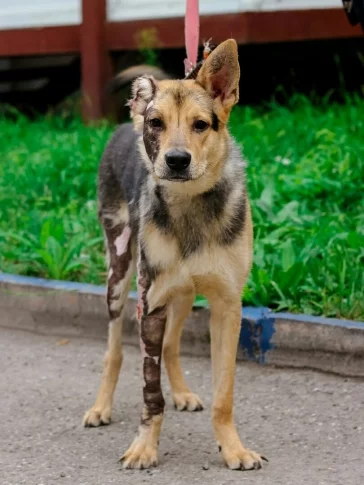 Фото: В Кузбассе ищут дом щенку, которого облил бензином и поджёг хозяин 2