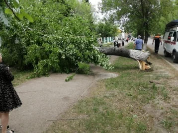 Фото: В Кузбассе упавшее от порыва ветра дерево заблокировало дорогу  1