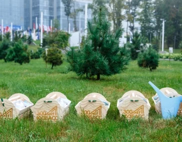 Фото: Бор к юбилею: во Владивосток отправили первую партию кузбасских кедров 3