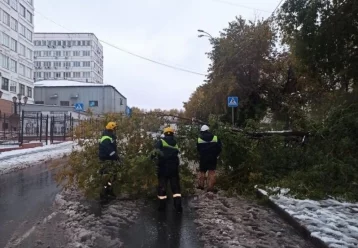 Фото: В ЕДДС Кемерова поступило более 200 жалоб на упавшие деревья 1
