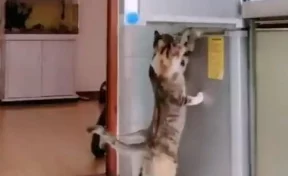 Пользователей Сети рассмешило видео с котами, грабившими холодильник