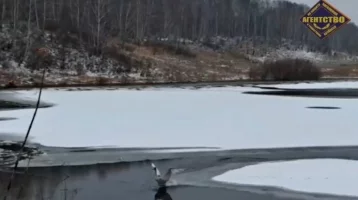 Фото: Спасатели показали на видео, как ловили отбившегося от стаи лебедя в Кемерове 1