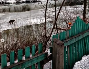 Фото: Кузбассовцы спасли собаку на льдине 3