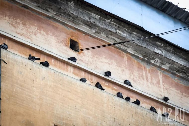 Фото: Мёртвые котята, остывшие батареи и угрозы дворнику ножом: как живут в кемеровском общежитии в Кировском районе 14