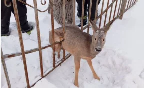 Спасатели вытащили косулю, застрявшую в заборе кузбасского техникума