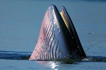 Фото: В  ЮАР дайвер чудом выжил в пасти кита 1