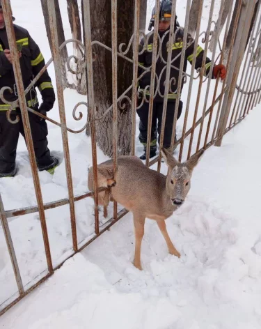 Спасатели вытащили косулю, застрявшую в заборе кузбасского техникума