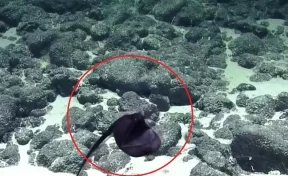 Учёные сняли на видео большеротого глубинного монстра