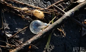 В Кемерове водитель заплатит штраф 40 тысяч за выброшенный мусор в лесу
