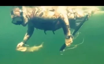 Фото: Опубликовано видео подводной рыбалки Путина, снятое на камеру GoPro 1