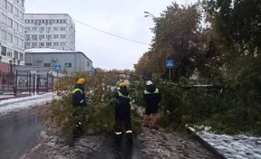 В ЕДДС Кемерова поступило более 200 жалоб на упавшие деревья