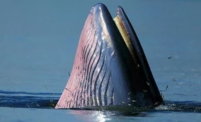 В  ЮАР дайвер чудом выжил в пасти кита