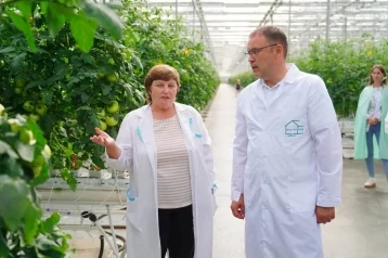 Фото: Новые теплицы и котельная за 1 млрд рублей: Илья Середюк показал, как выращивают овощи в Калтане 1