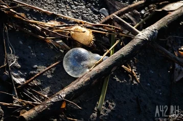 Фото: В Кемерове водитель заплатит штраф 40 тысяч за выброшенный мусор в лесу 1