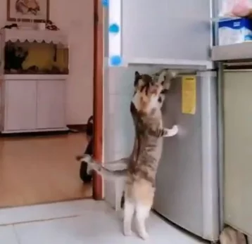 Фото: Пользователей Сети рассмешило видео с котами, грабившими холодильник 1