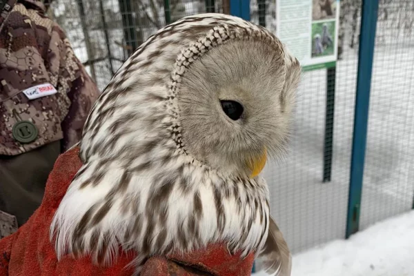 Орнитологи рассказали кузбассовцам, в каких случаях совам в городе нужна помощь
