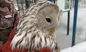 Орнитологи рассказали кузбассовцам, в каких случаях совам в городе нужна помощь