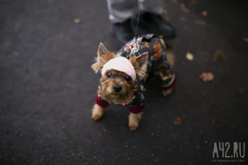 Фото: Отели в России смогут получать статус Pet Friendly для размещения гостей с питомцами 1