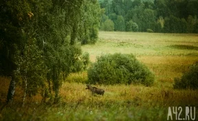 Кемеровчане заметили бегущего к Сосновому бору лося 