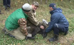 Ловля медвежонка в Прокопьевске попала на видео