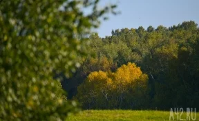 В Кузбассе 187,5 млн рублей направят на охрану природы в 2025 году