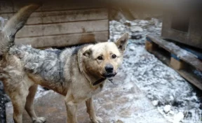 Власти Кемерова потратят почти 11 млн рублей на отлов бездомных животных 