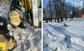 В Кузбассе косуля застряла в ограде детского сада: ей помогли спасатели