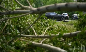 Упавшее в Новокузнецке дерево придавило припарковнную во дворе иномарку
